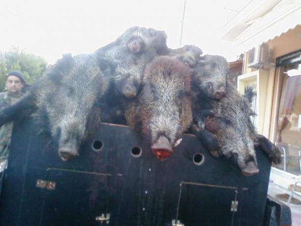 Ζητούν να απαγορευτεί το κυνήγι του αγριογούρουνου στη Θεσπρωτία